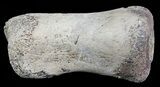 Hadrosaur Toe Bone - Alberta (Disposition #-) #71653-1